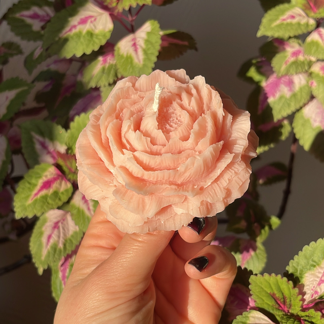 Bougie Pivoine